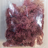 Islandmoos ca. 40 oder 50 gr. Beutel